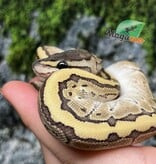 Magazoo Kingpin (poss. hypo) Baby 2025 Ball python