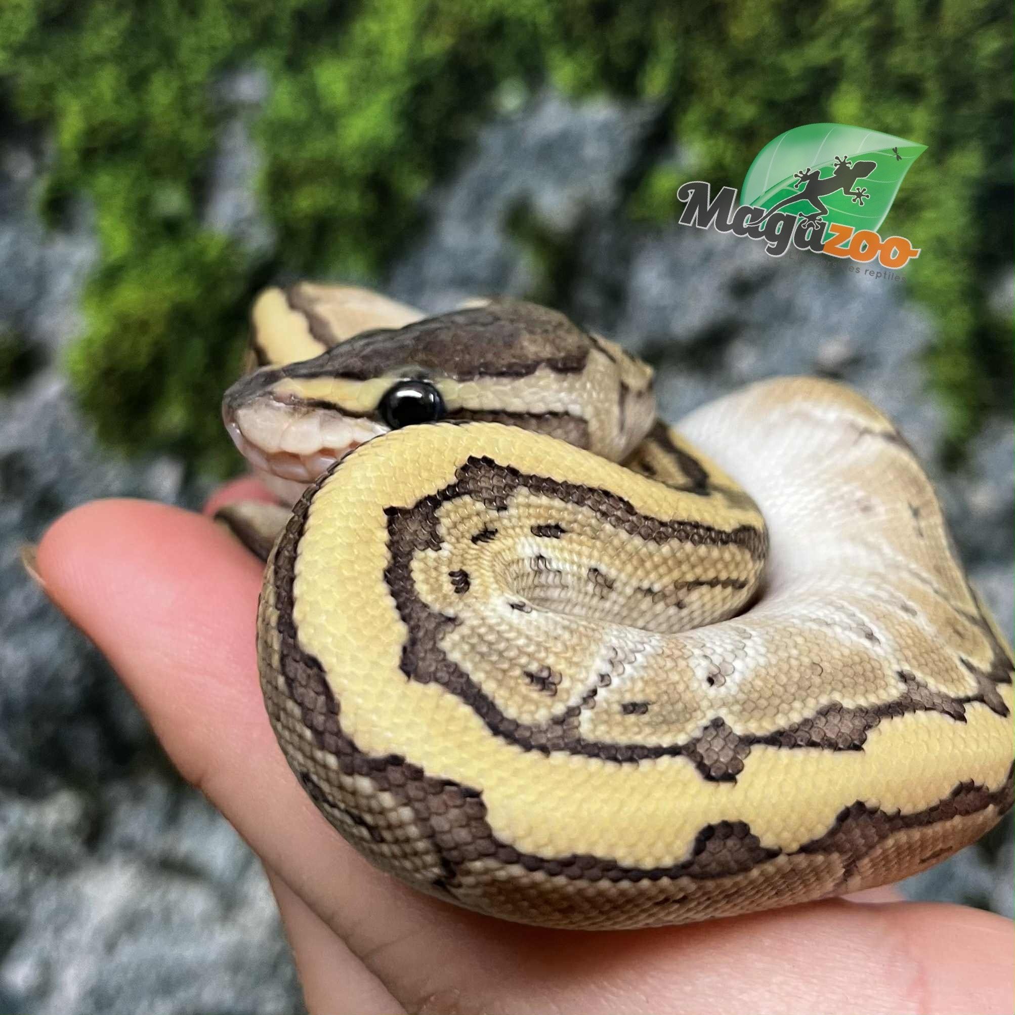 Magazoo Python royal Kingpin (poss. hypo) Bébé 2025