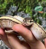 Magazoo Kingpin (poss. hypo) Baby 2025 Ball python