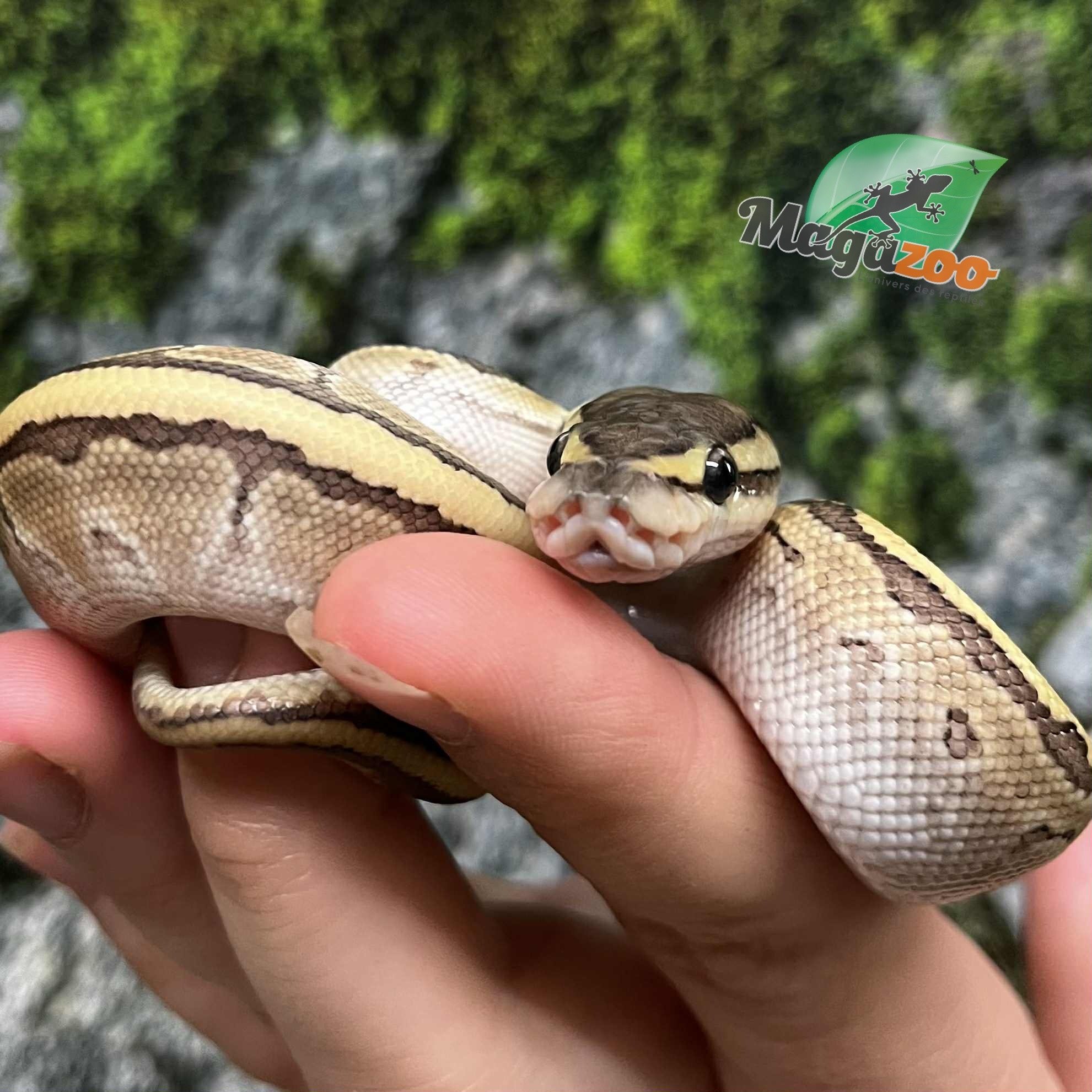 Magazoo Python royal Kingpin (poss. hypo) Bébé 2025