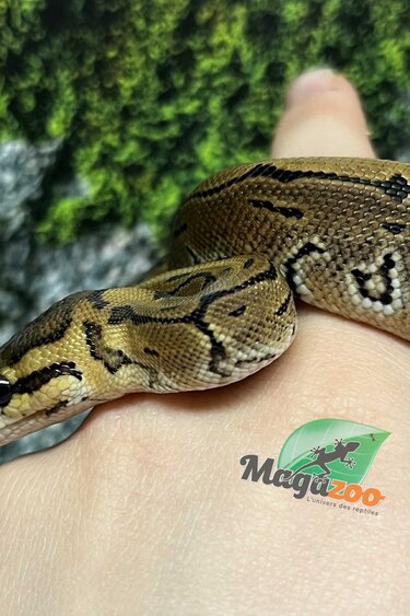 Magazoo Python royal Pinstripe Bébé 2025 #3