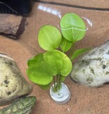 Magazoo Echinodorus schlueteri Plant