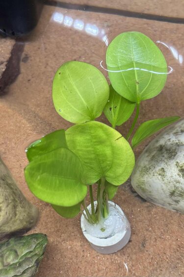 Magazoo Plante Echinodorus schlueteri