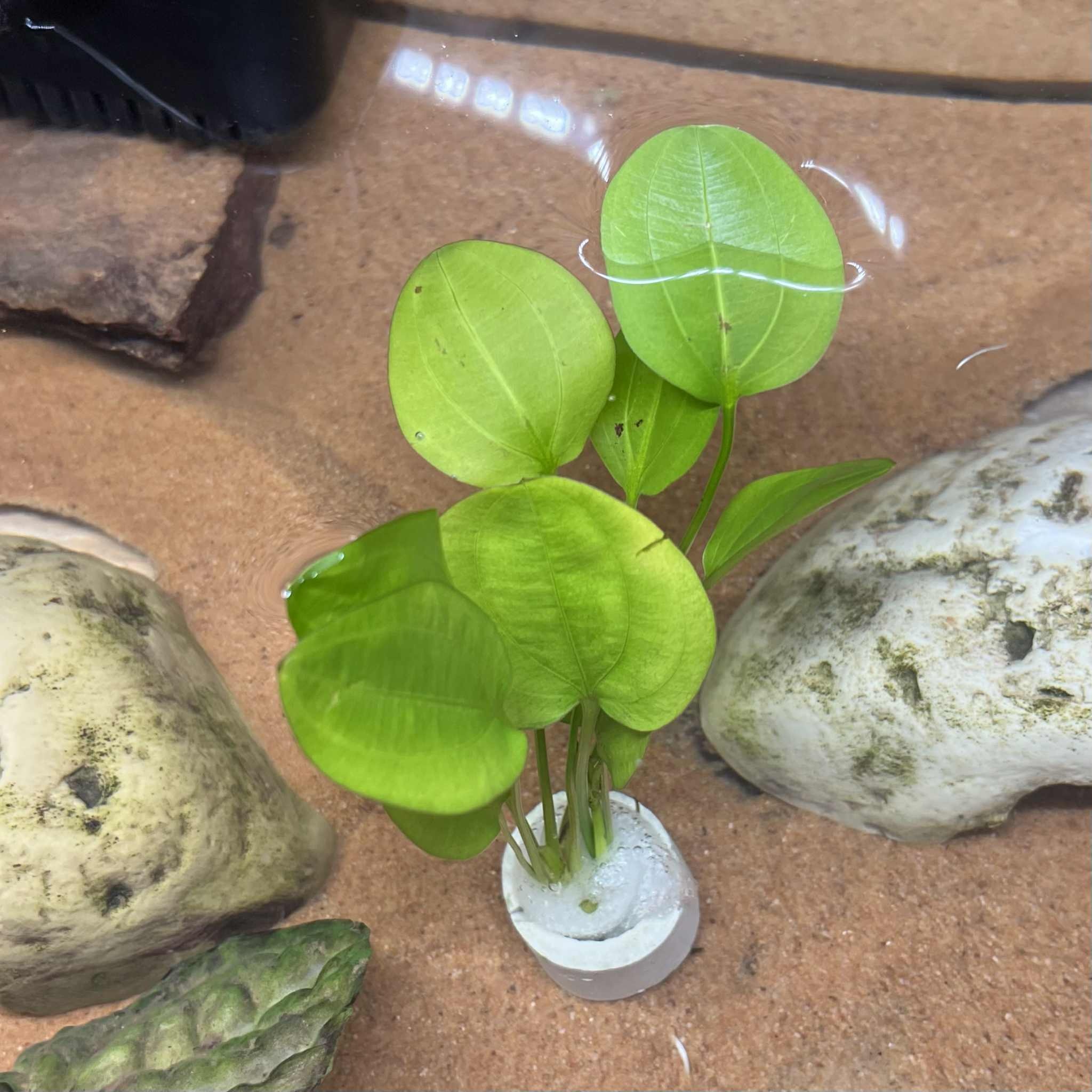 Magazoo Plante Echinodorus schlueteri