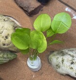 Magazoo Echinodorus schlueteri Plant