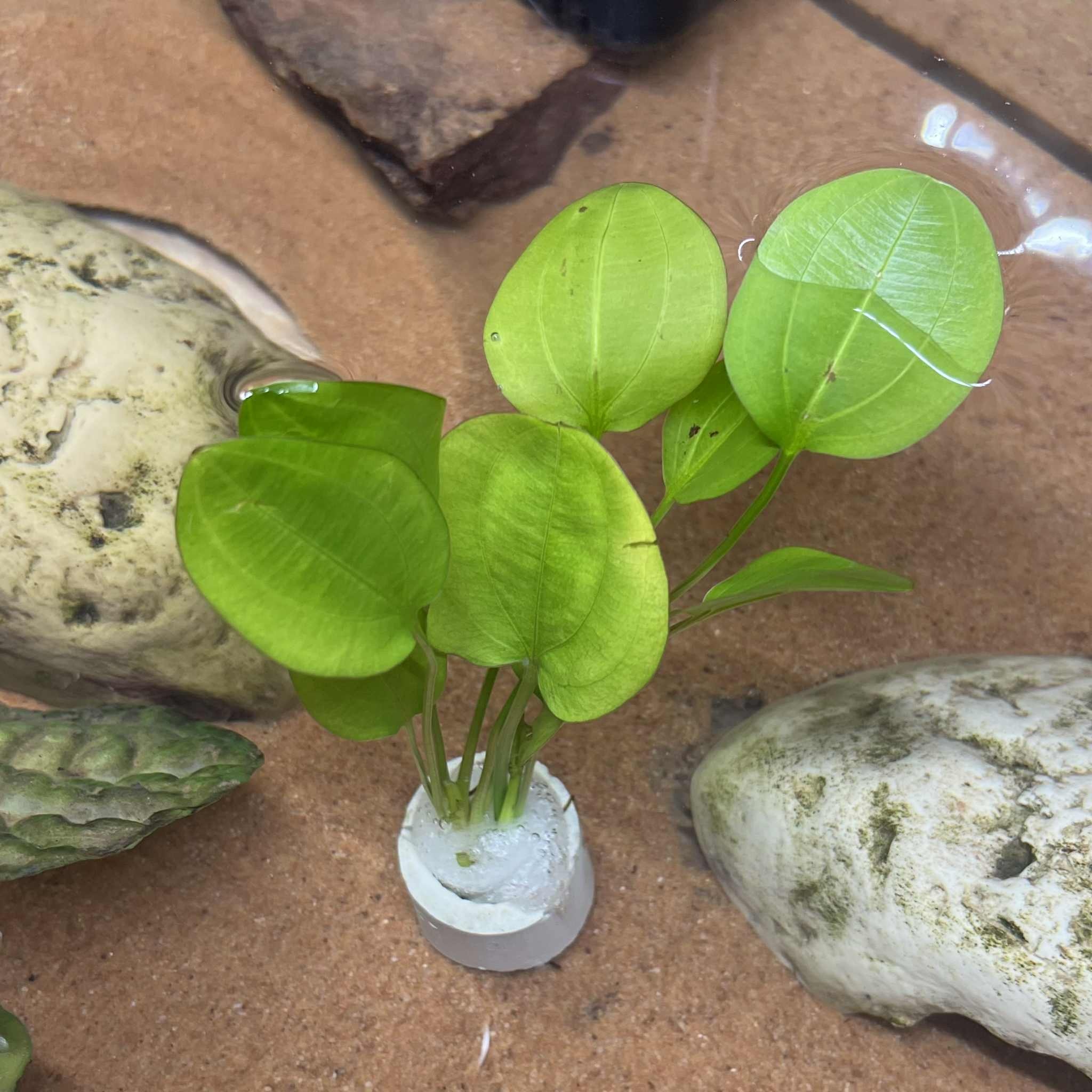 Magazoo Plante Echinodorus schlueteri