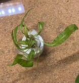 Magazoo Plante Cryptocoryne Balansae