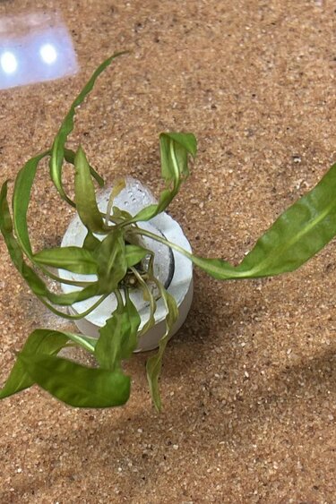 Magazoo Plante Cryptocoryne Balansae