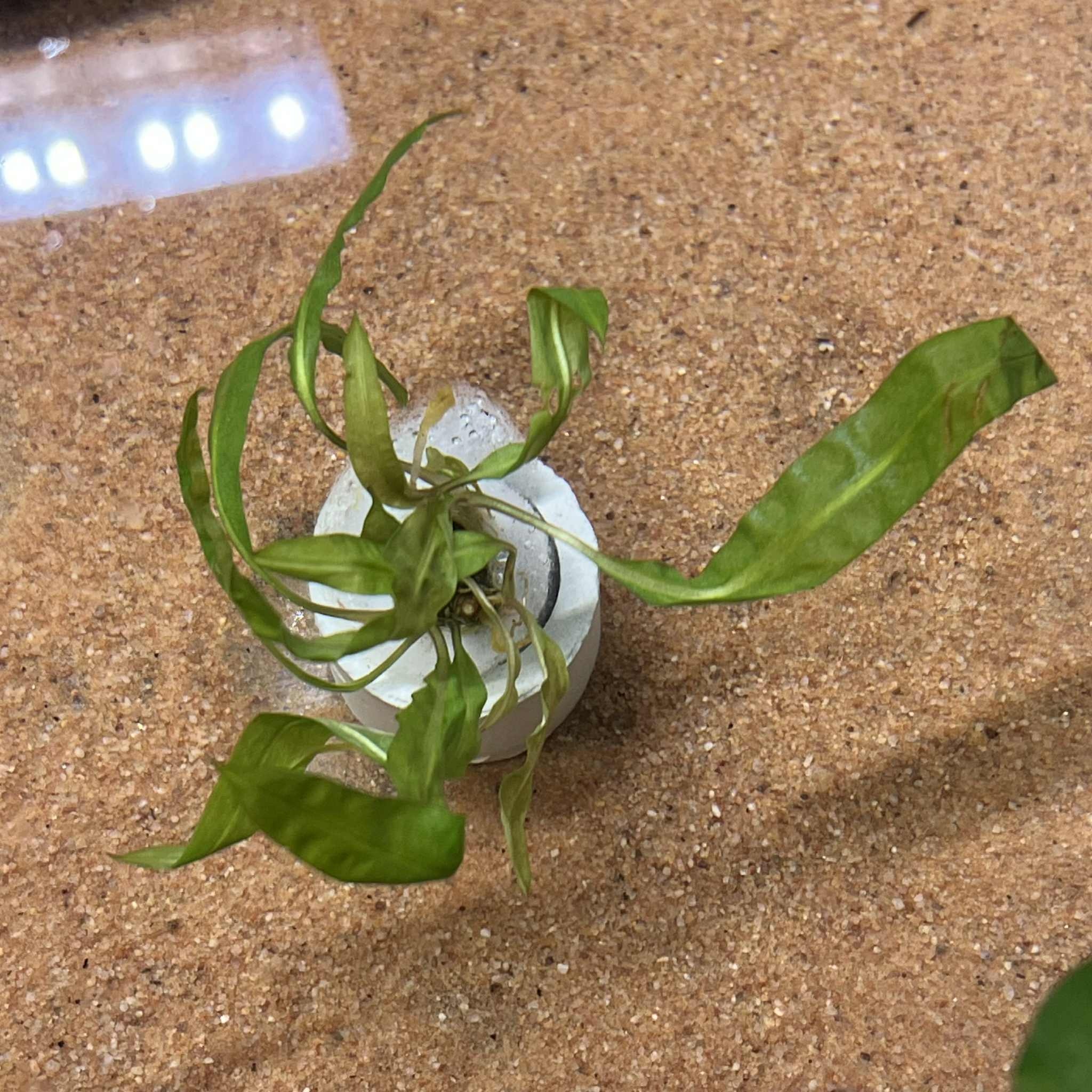 Magazoo Plante Cryptocoryne Balansae