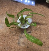 Magazoo Cryptocoryne Balansae Plant