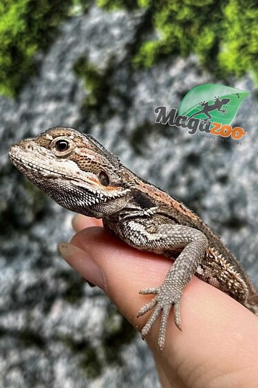 Magazoo Regular Baby Bearded Dragon #3