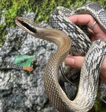 Magazoo Vietman blue beauty rat snake Baby 2024 #1