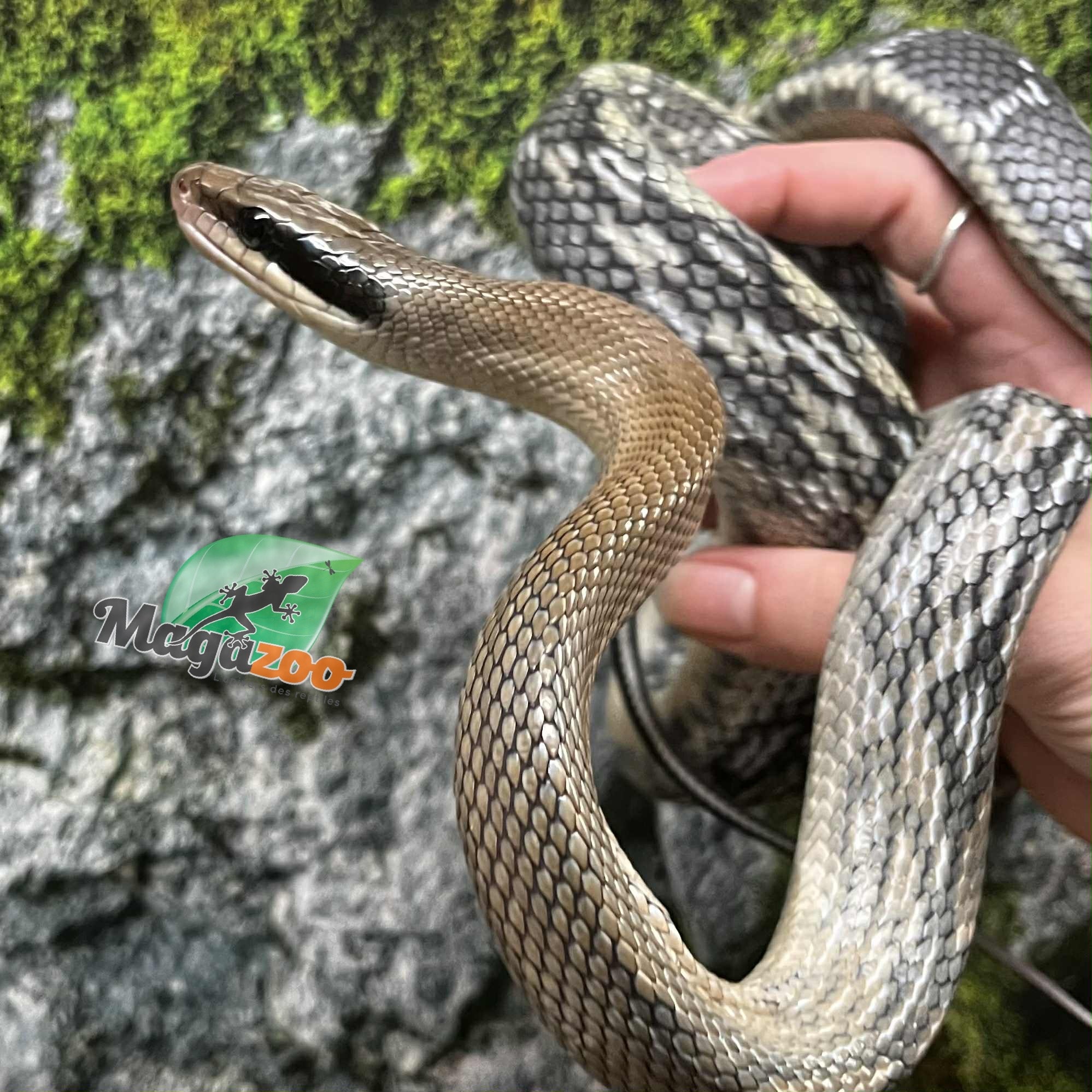 Magazoo Vietman blue beauty rat snake Baby 2024 #1