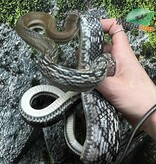 Magazoo Vietman blue beauty rat snake Baby 2024 #1