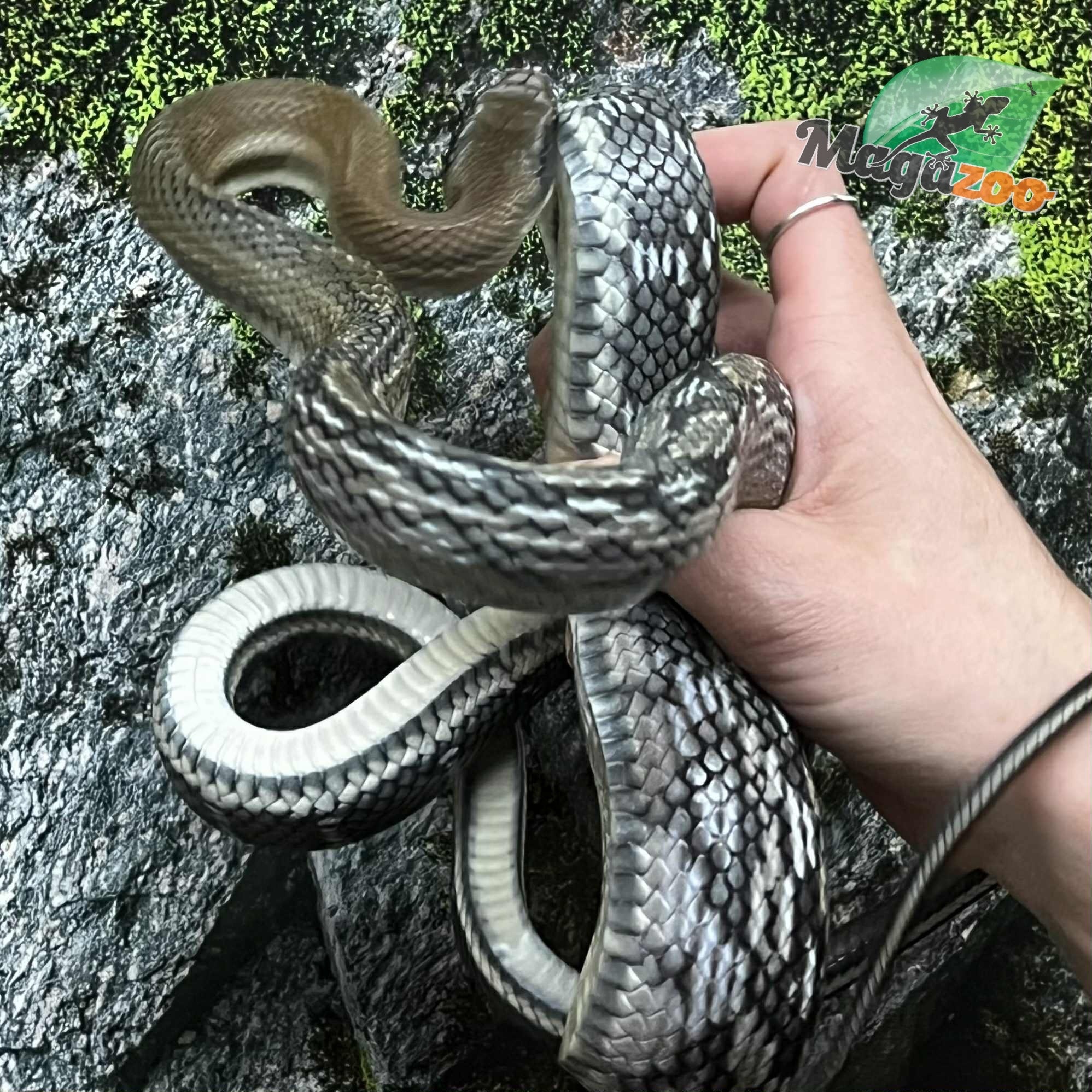 Magazoo Serpent Ratier ''Blue Beauty'' du Vietnam Bébé 2024 #1