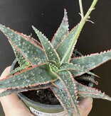 Magazoo Aloe 'Christmas Carol' 7cm Plant