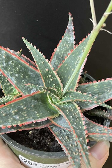 Magazoo Plante Aloe 'Christmas Carol'  7cm