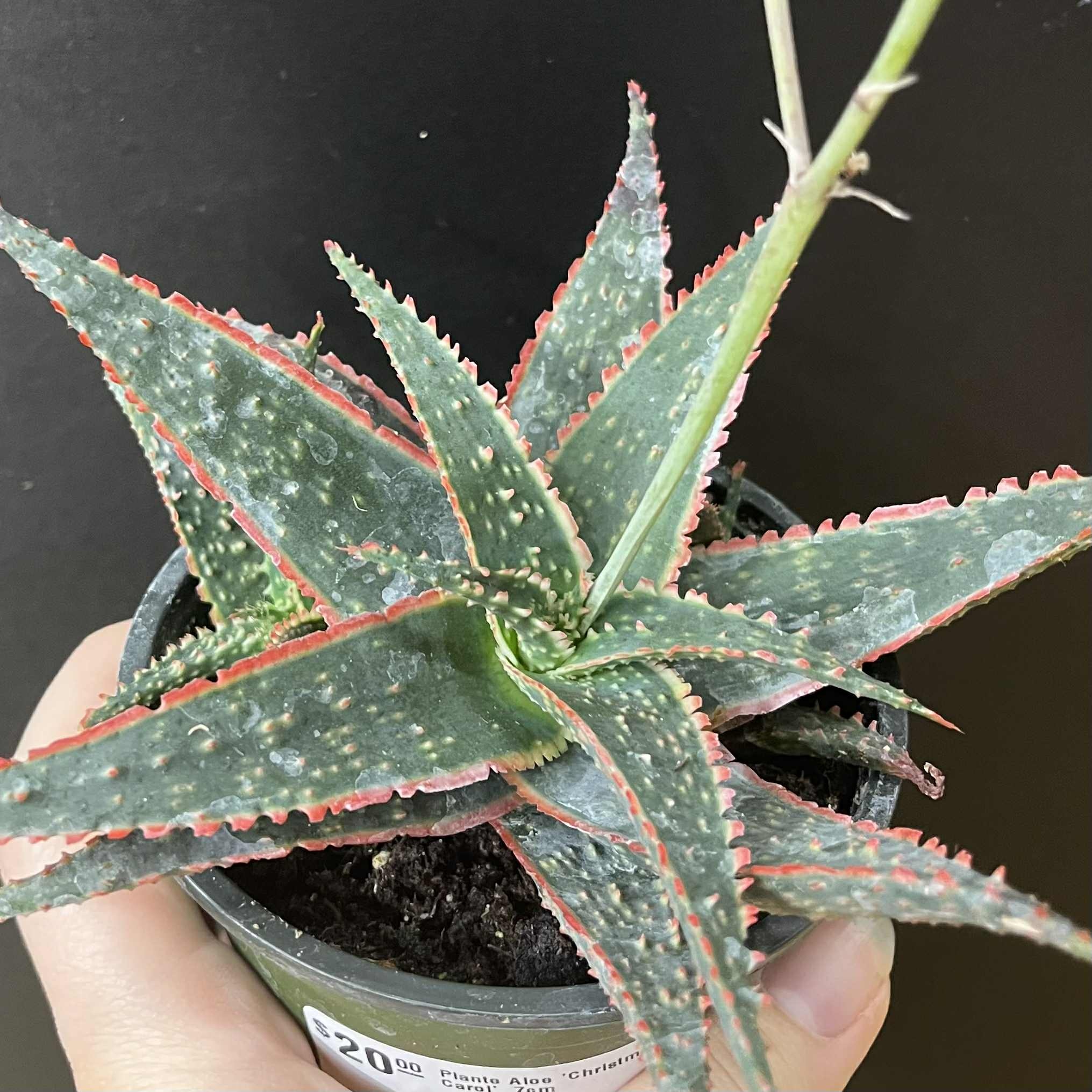 Magazoo Aloe 'Christmas Carol' 7cm Plant