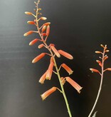 Magazoo Plante Aloe 'Christmas Carol'  7cm