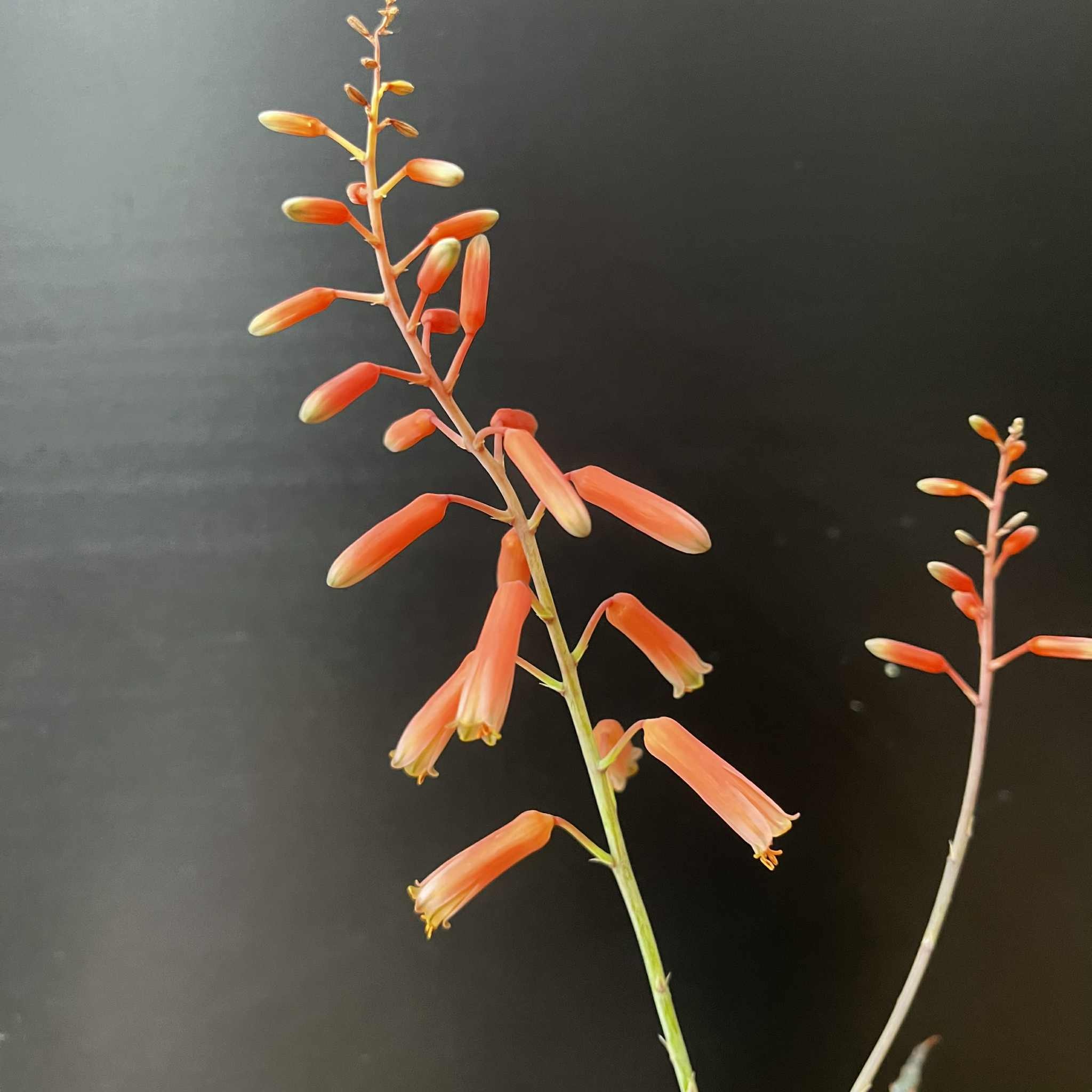 Magazoo Plante Aloe 'Christmas Carol'  7cm