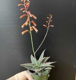 Magazoo Plante Aloe 'Christmas Carol'  7cm