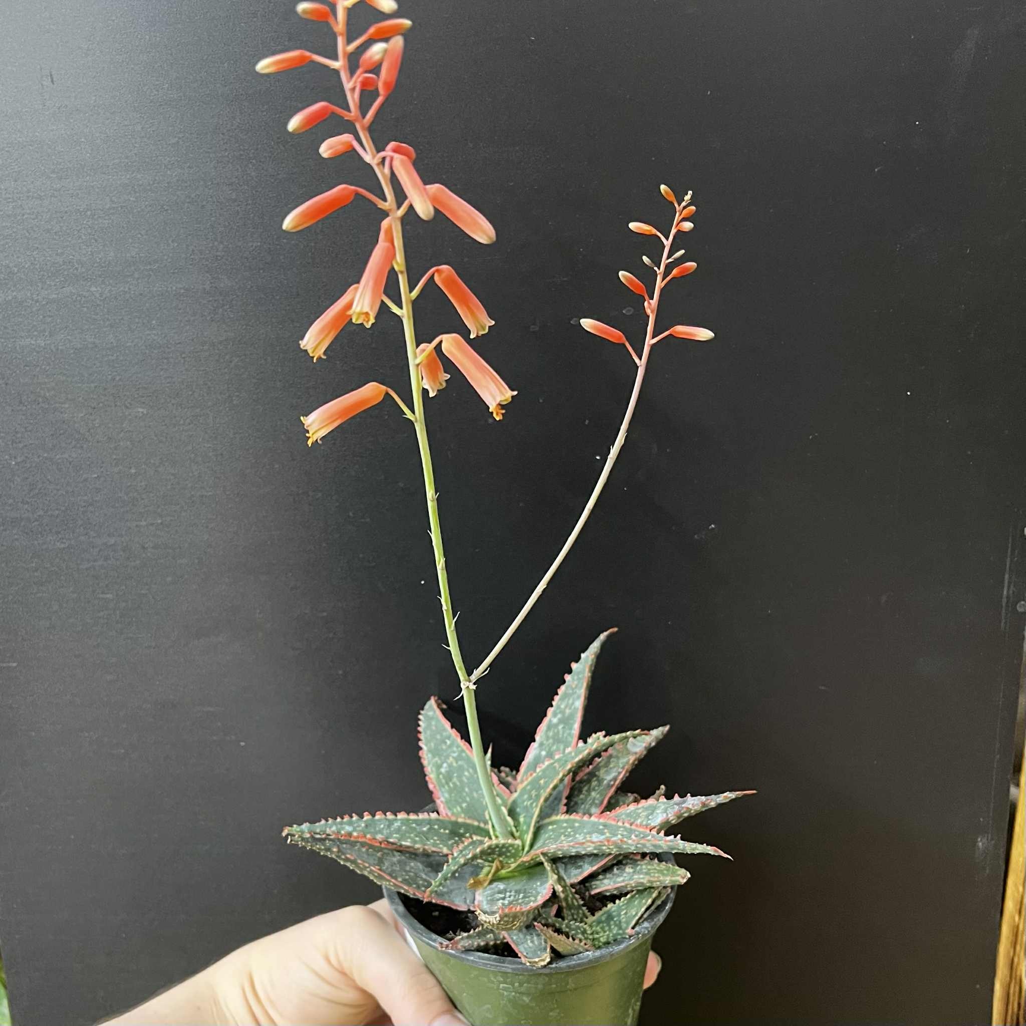 Magazoo Aloe 'Christmas Carol' 7cm Plant