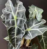 Magazoo Alocasia Polly Plant | Alocasia Amazonica 10cm