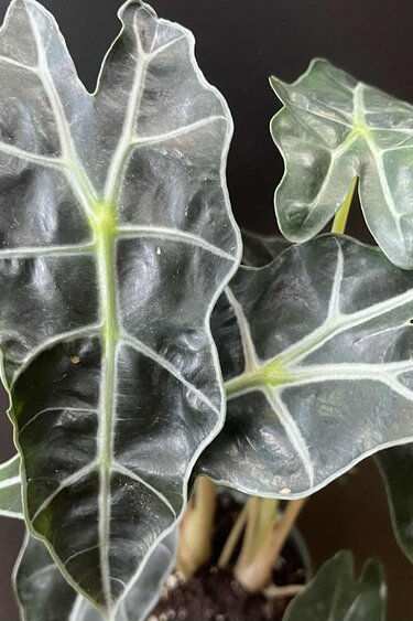 Magazoo Plante Alocasia Polly | Alocasia Amazonica 10cm