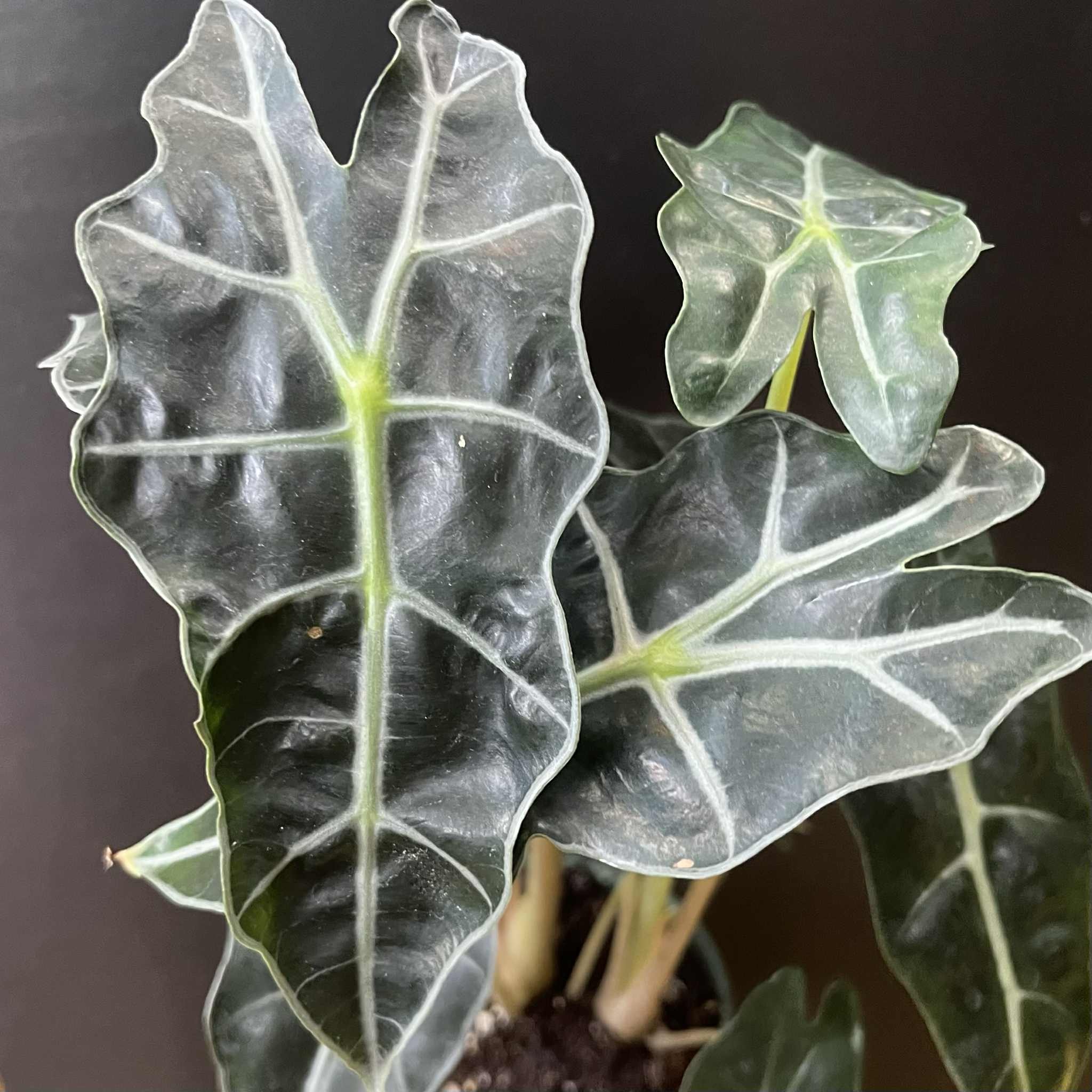 Magazoo Alocasia Polly Plant | Alocasia Amazonica 10cm