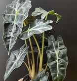 Magazoo Alocasia Polly Plant | Alocasia Amazonica 10cm