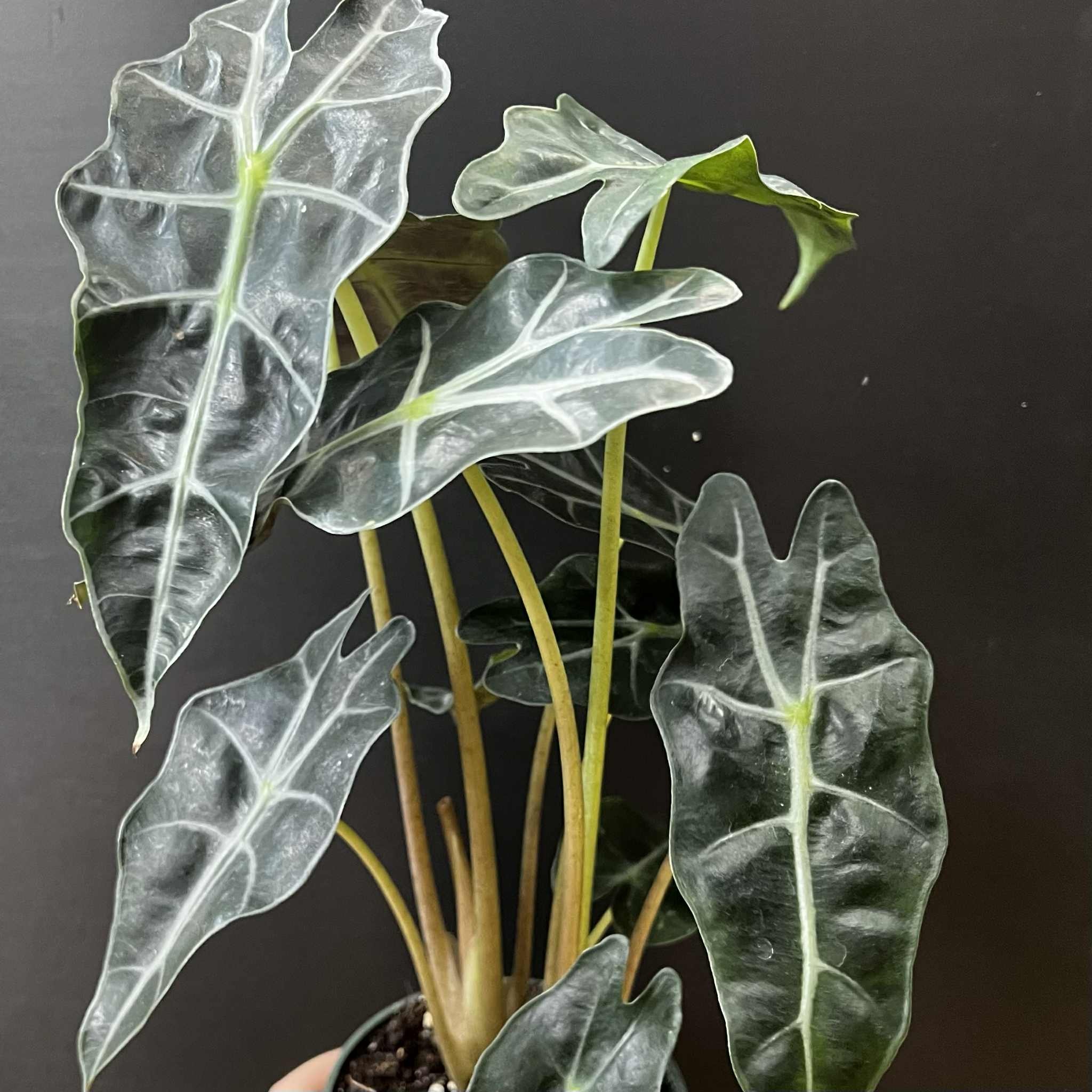 Magazoo Alocasia Polly Plant | Alocasia Amazonica 10cm