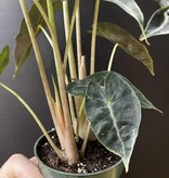 Magazoo Plante Alocasia Polly | Alocasia Amazonica 10cm