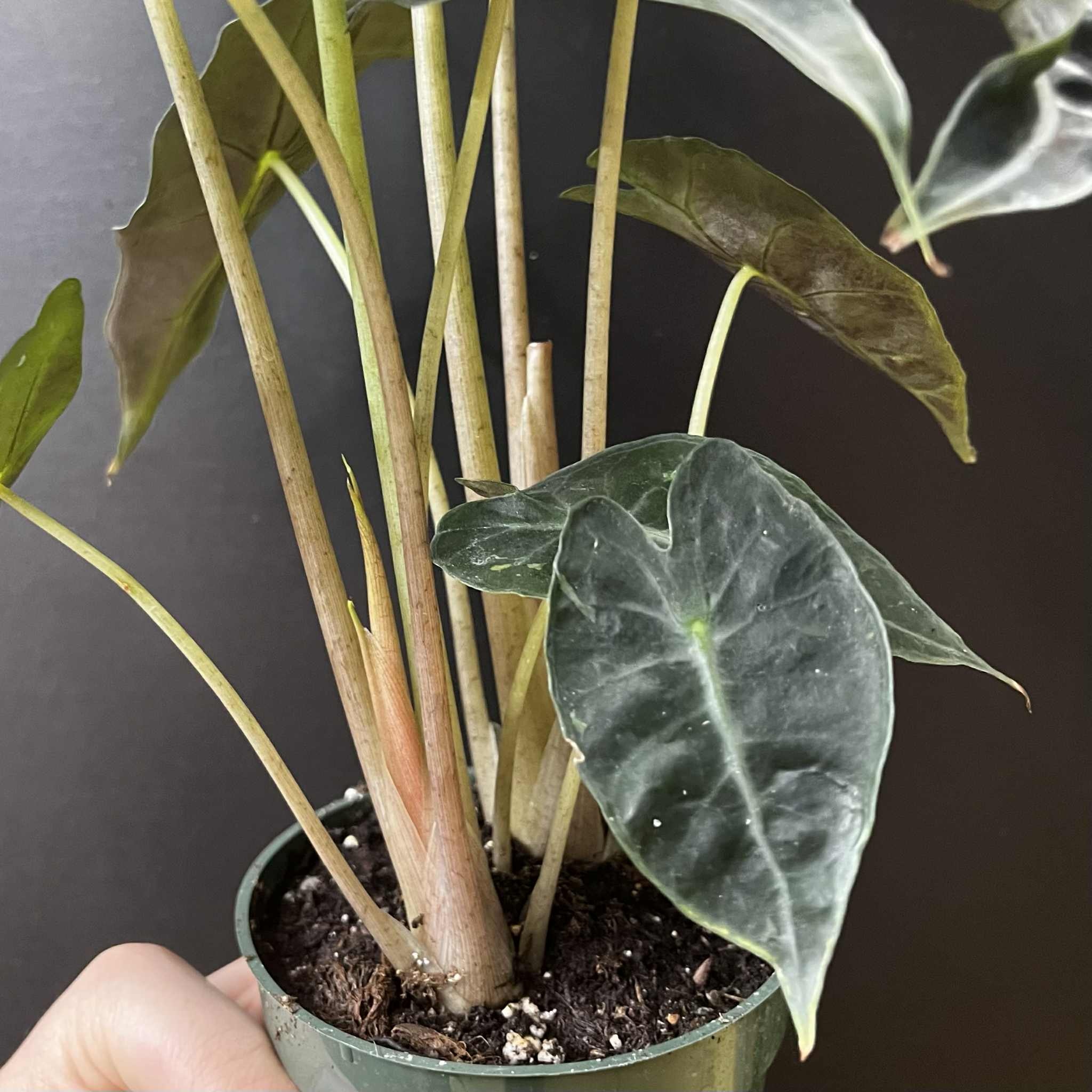 Magazoo Alocasia Polly Plant | Alocasia Amazonica 10cm