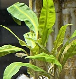 Magazoo Cryptocoryne Balansae Plant