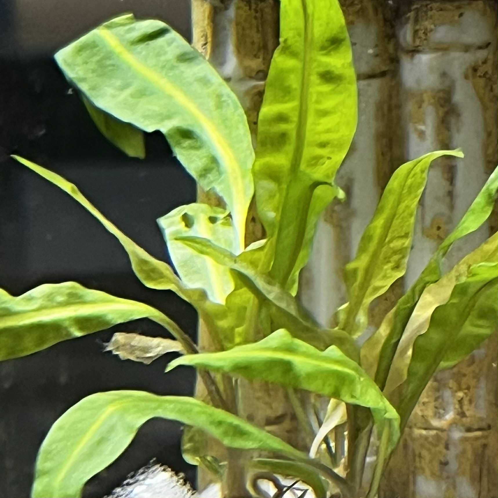 Magazoo Plante Cryptocoryne Balansae