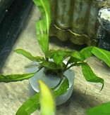 Magazoo Plante Cryptocoryne Balansae
