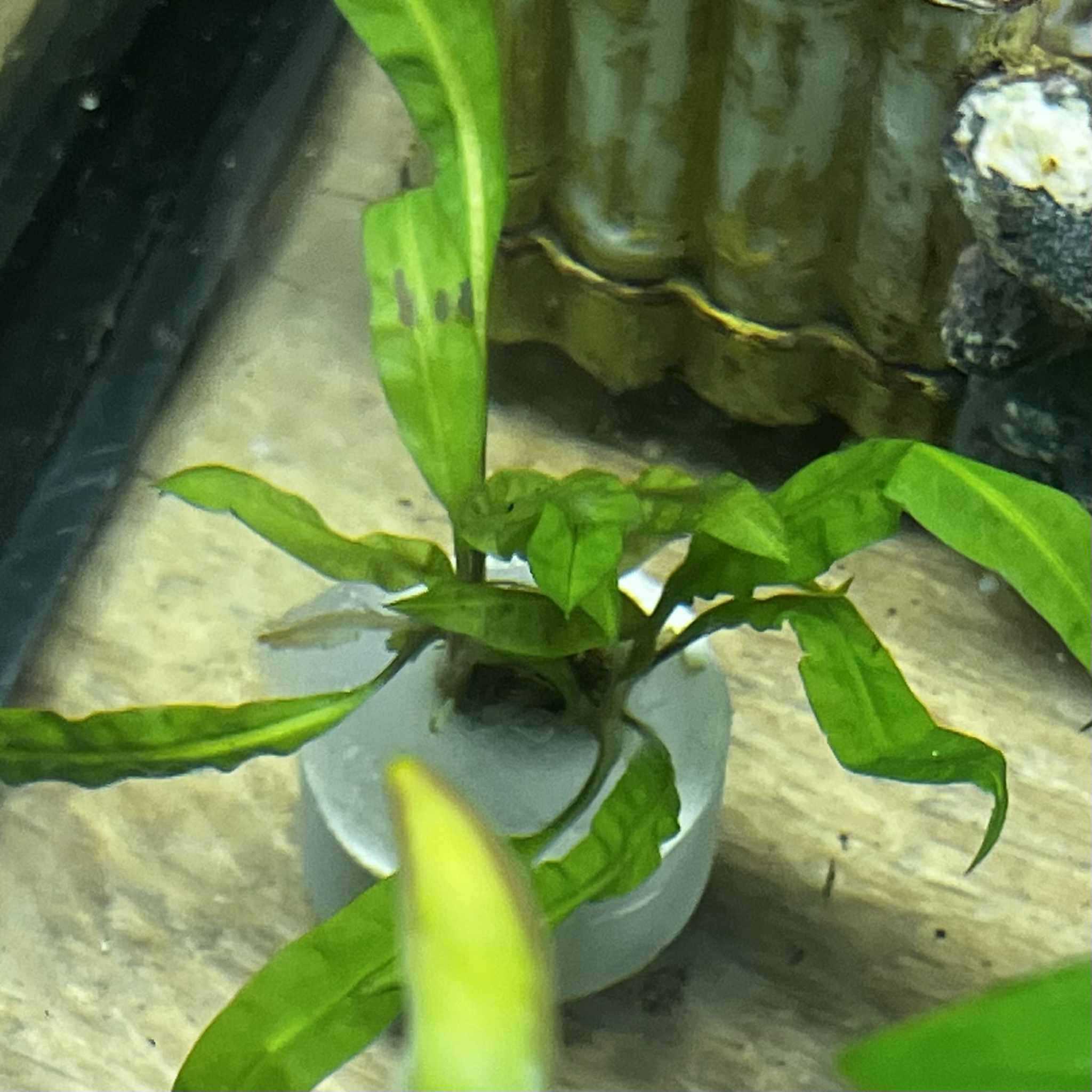 Magazoo Cryptocoryne Balansae Plant