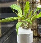 Magazoo Plante Cryptocoryne Balansae