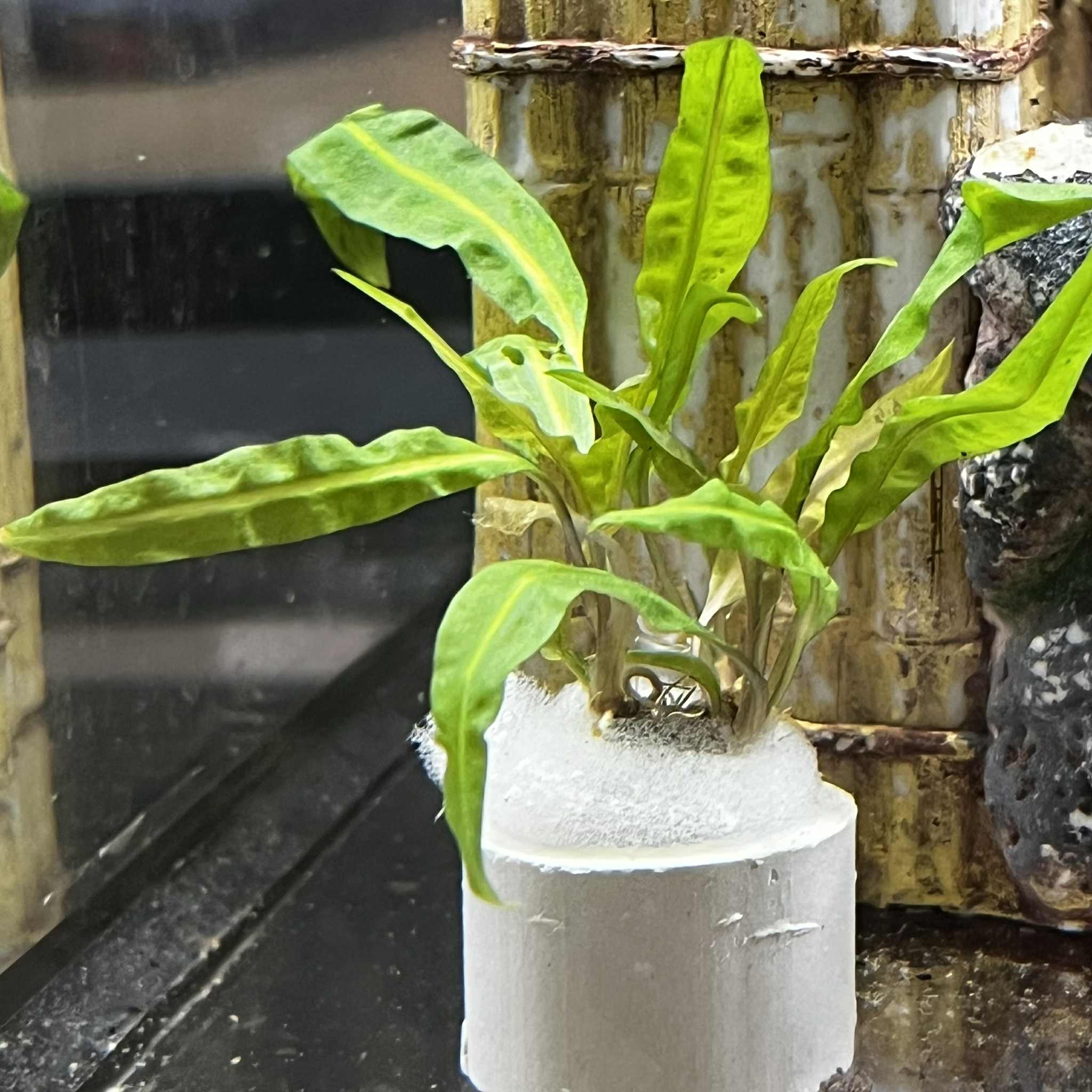 Magazoo Plante Cryptocoryne Balansae