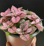 Magazoo Plante Hypoestes Phyllostachya 'Mauve'