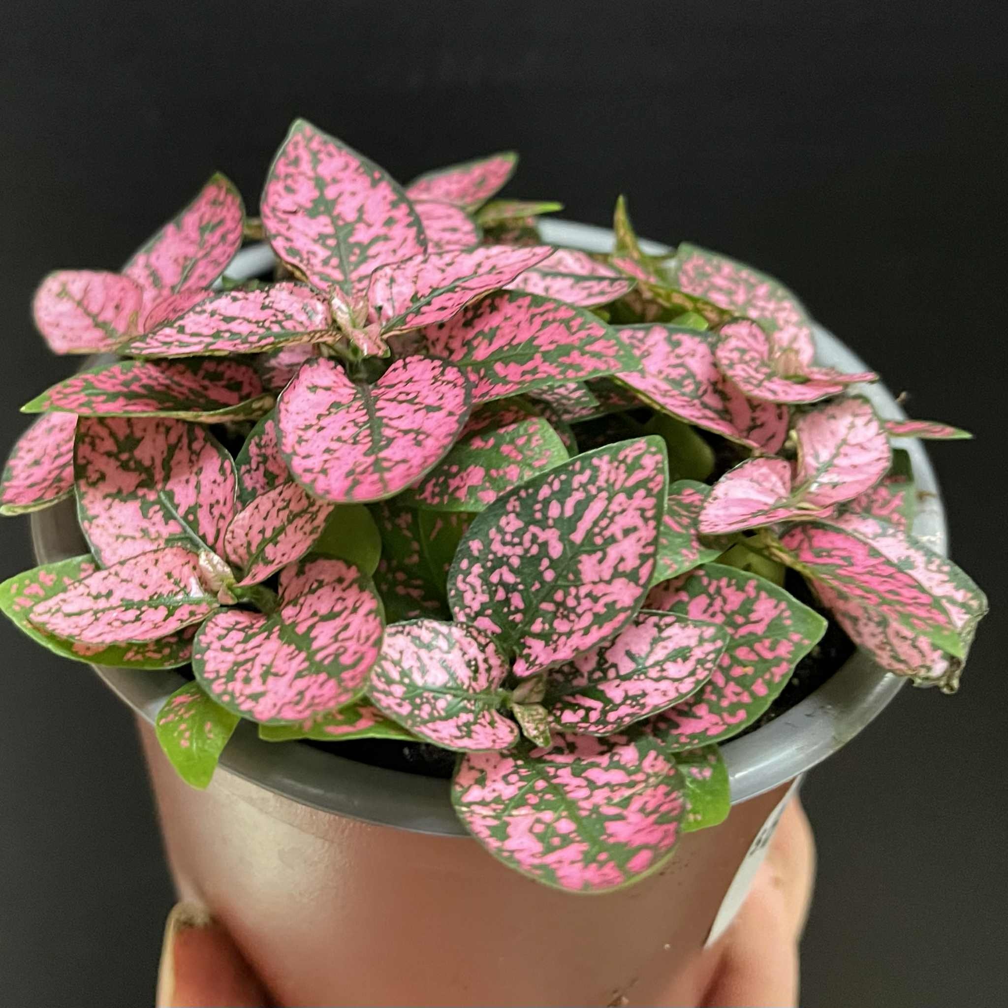 Magazoo Hypoestes Phyllostachya 'Mauve' Plant