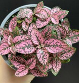 Magazoo Hypoestes Phyllostachya 'Mauve' Plant