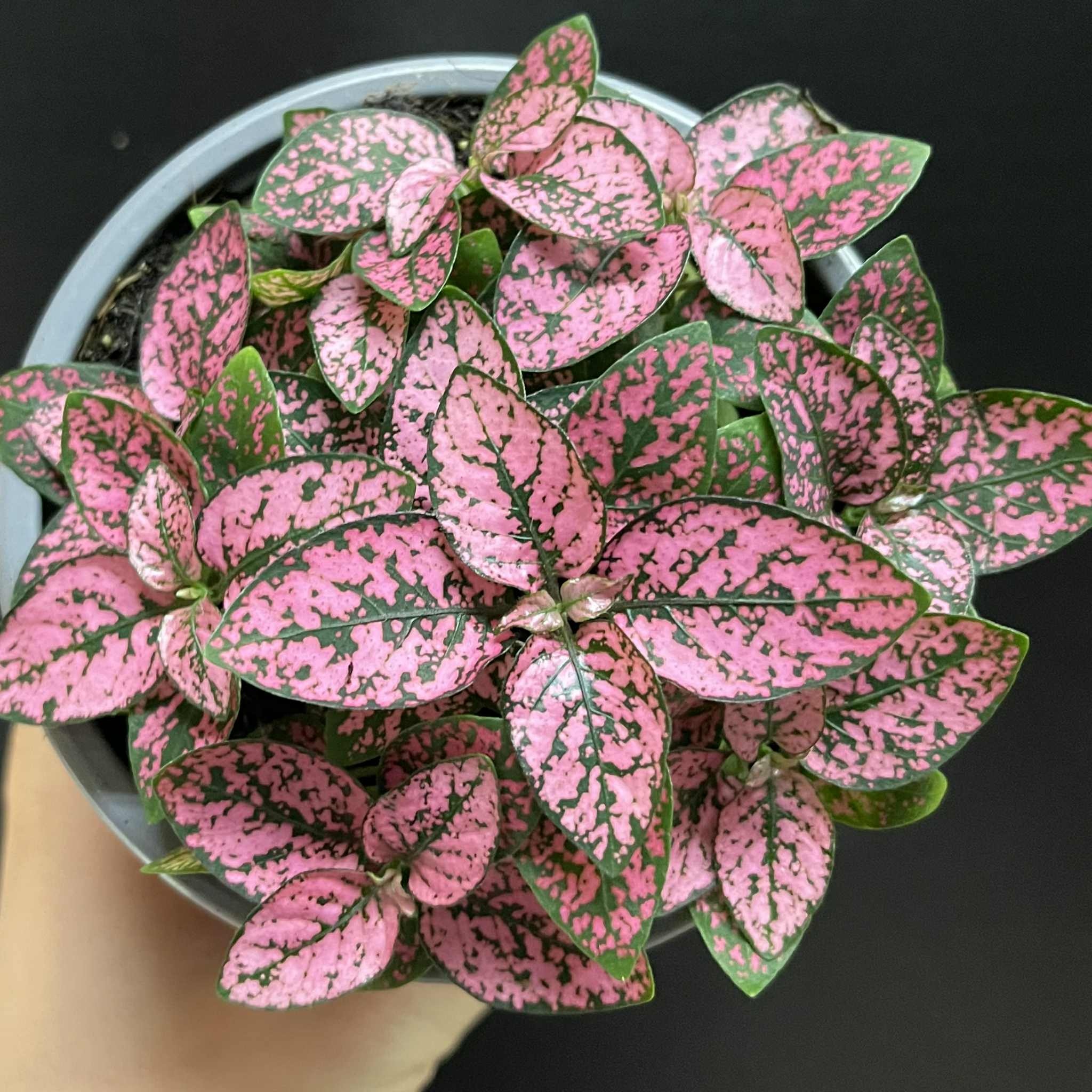 Magazoo Hypoestes Phyllostachya 'Mauve' Plant