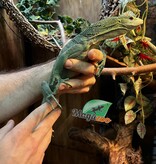 Magazoo Male Green tree monitor 2 years old Captive Bred and Born