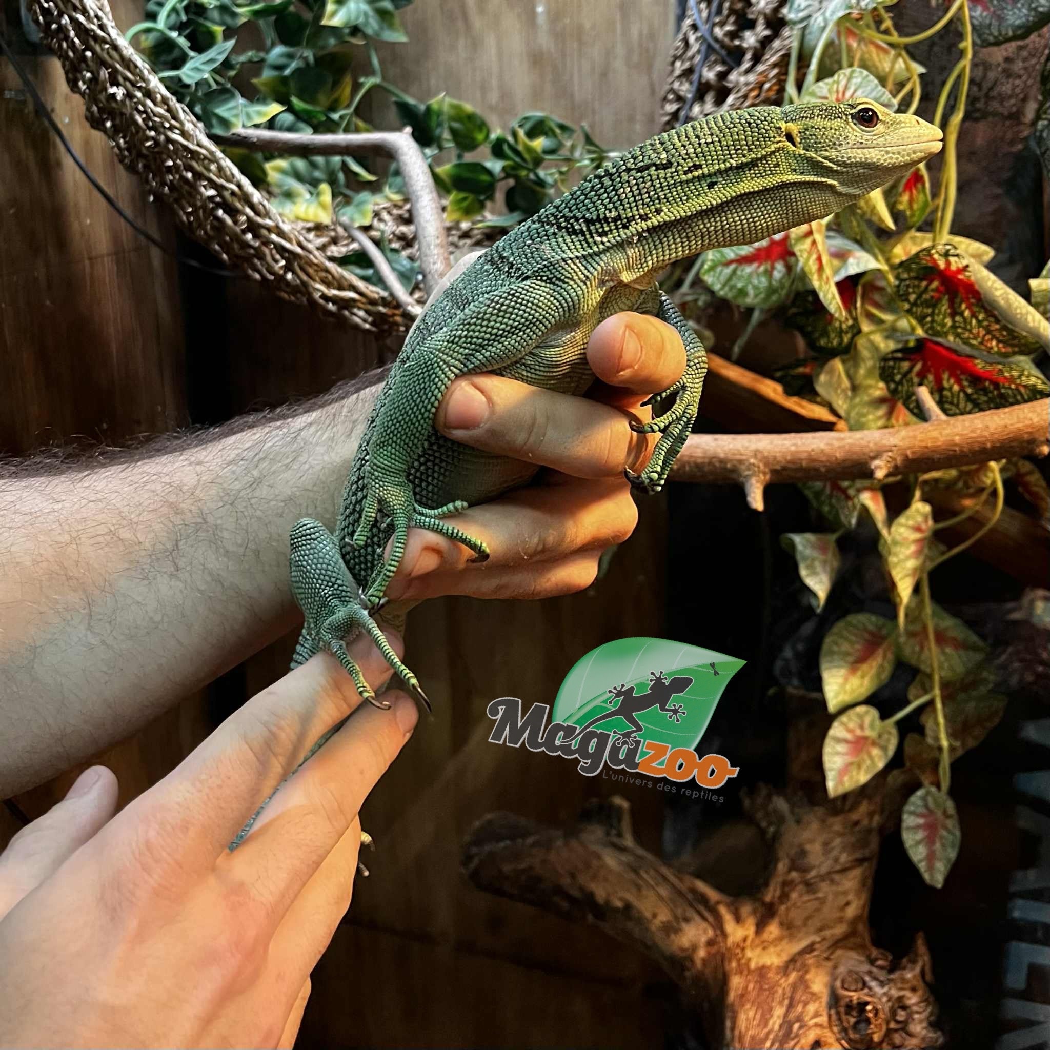 Magazoo Varan arboricole Vert Mâle 3 ans Élevé et Né en Captivité