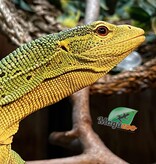 Magazoo Varan arboricole Vert Mâle 2 ans Élevé et Né en Captivité