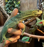 Magazoo Varan arboricole Vert Mâle 2 ans Élevé et Né en Captivité