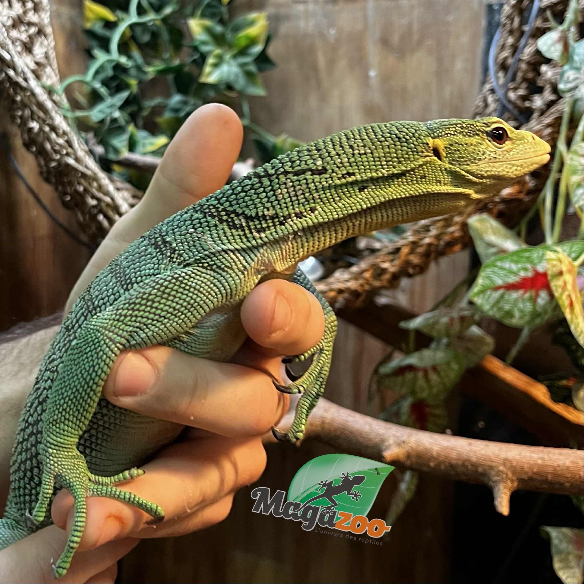 Magazoo Varan arboricole Vert Mâle 2 ans Élevé et Né en Captivité