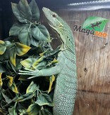 Magazoo Varan arboricole Vert Mâle 3 ans Élevé et Né en Captivité