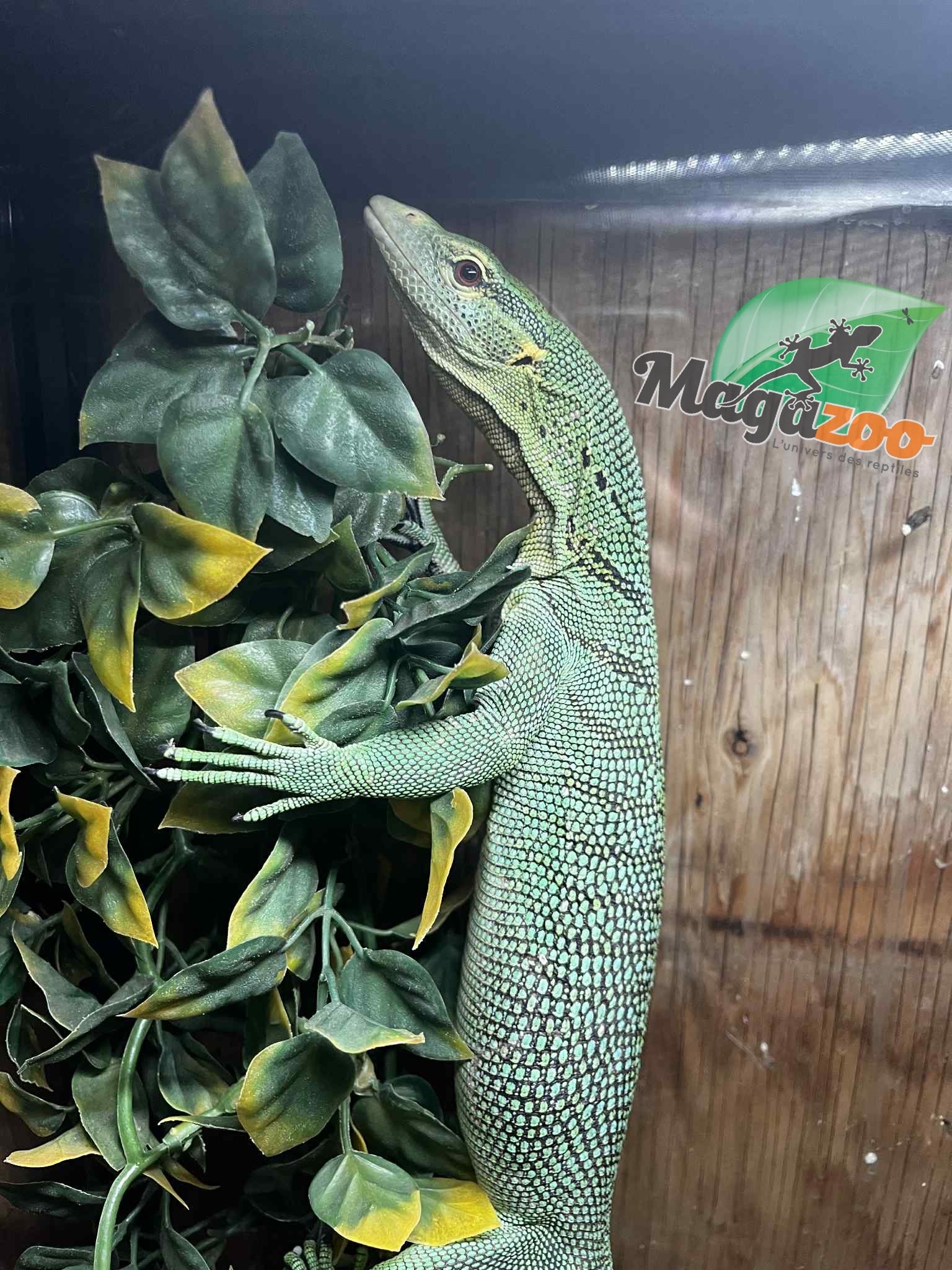 Magazoo Varan arboricole Vert Mâle 3 ans Élevé et Né en Captivité